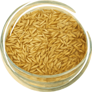 Семена бекмании обыкновенной