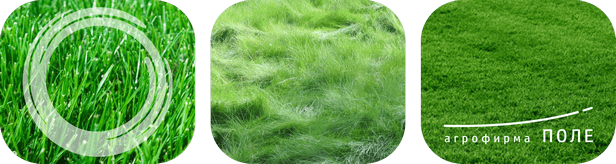 Газонные травы и травосмеси